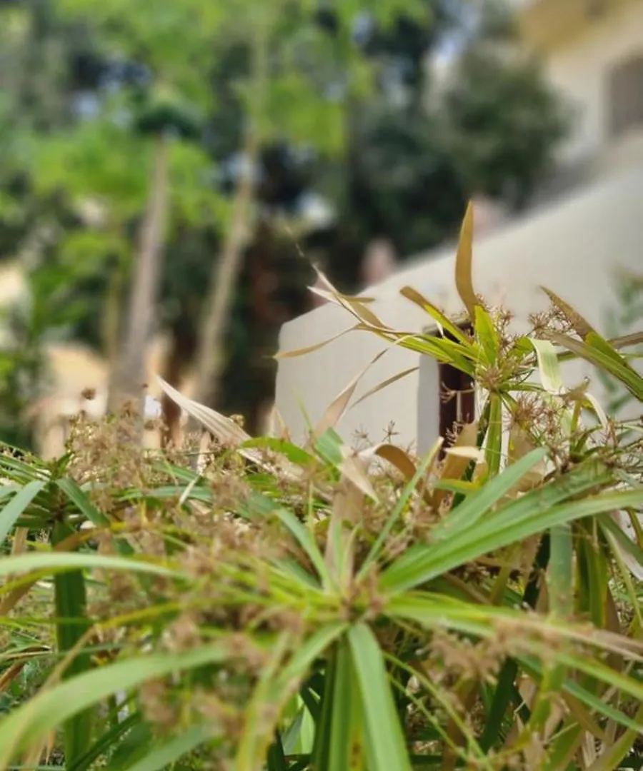 Pensión Senmut Luxory Rooms